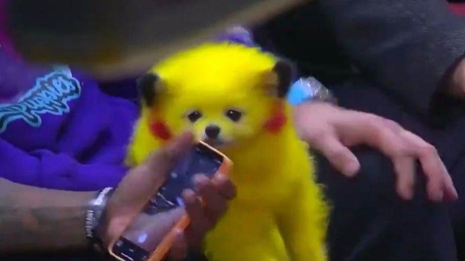 Perrito Pikachu causa indignación en redes sociales y tunden al dueño.