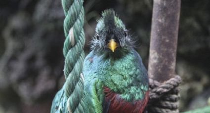 'Aseguramiento de santuario El Nido Aviario complica situación de las especies'