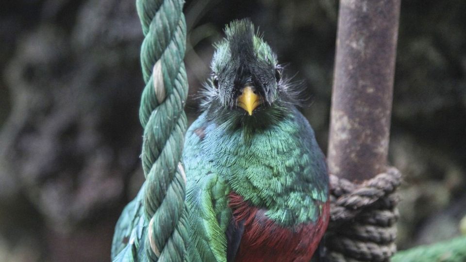 Quetzal del santuario El Nido Aviario.