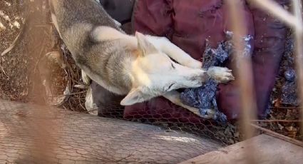 Nuevo brote de rabia en México es causado por un zorro gris