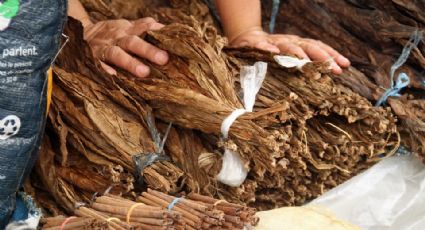 Historia y curiosidades del tabaco