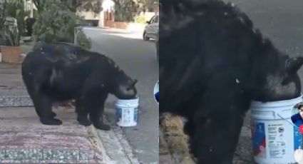 Vecinos 'adoptan' oso en la colonia Satélite en Monterrey; lo apodan 'Charmín'