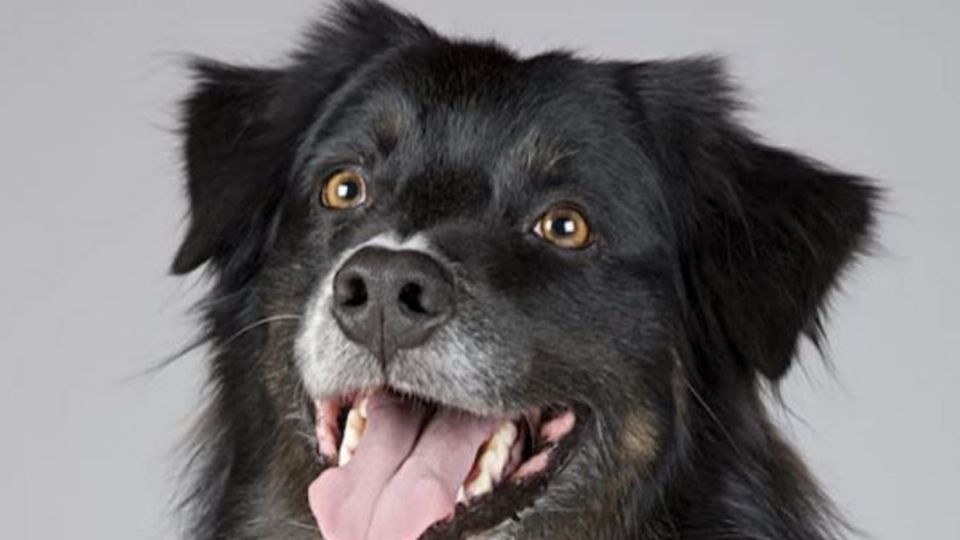 La marca de croquetas para perro más baratas según la Profeco