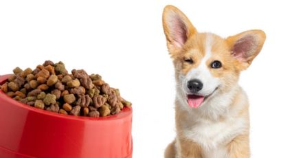 Qué tan buena es la marca de croquetas para perro Royal Canin, según la Profeco