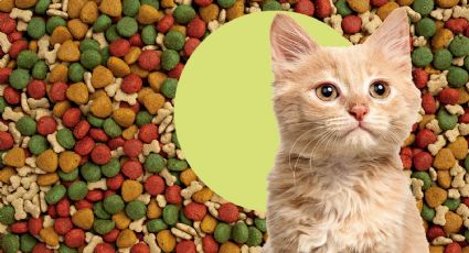 Croquetas para gato más baratas y con más proteína, según la Profeco