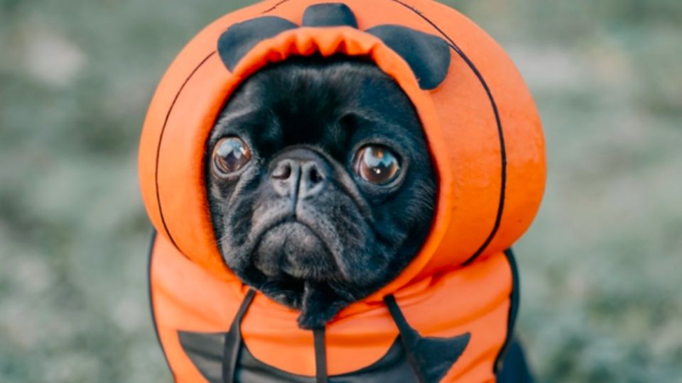 Pug negro disfrazado de calabaza.