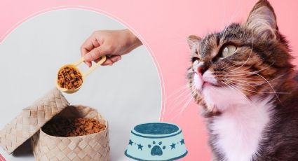 Royal Canin Kitten: Qué tan buena es la marca de croquetas para gatitos según la Profeco