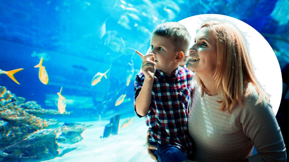 Acuario Parque Tepeyac: ¿Se podrán alimentar cocodrilos? Estas son las increíbles actividades que podrás hacer.