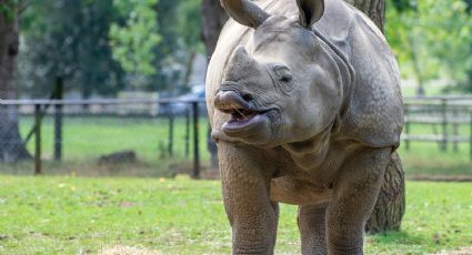 Dos de los rinocerontes más grandes del mundo llegarán a este zoológico mexicano