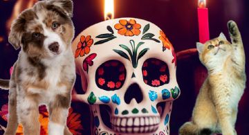 Día de Muertos 2025: ¡Ojo con la ofrenda y tu mascota!; guía para prevenir accidentes