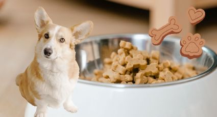 Profeco: Esta es la marca de croquetas premium para perros con más proteína