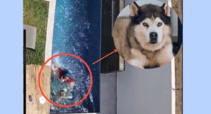 Husky cae a una piscina y dueña salta al agua para salvarlo | VIDEO