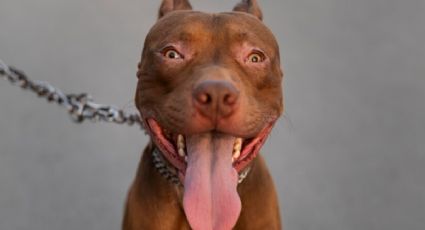 Pitbull enternece las redes al salvar a un perro chihuahua de morir ahogado