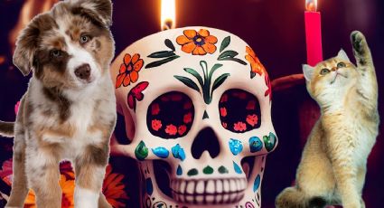 Gobierno de Monterrey realizará un altar de muertos colectivo para mascotas: conoce los requisitos