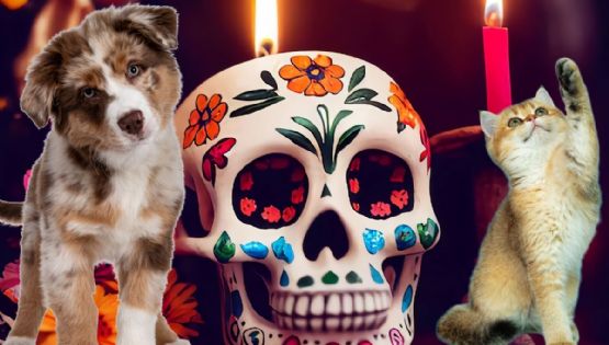 Día de Muertos 2025: ¡Ojo con la ofrenda y tu mascota!; guía para prevenir accidentes