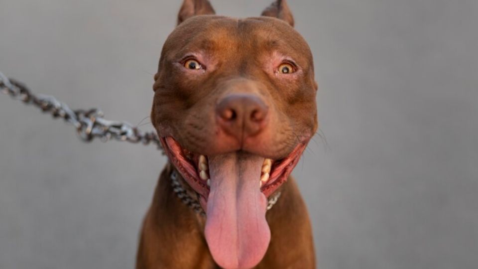 Perro Pitbull salva a un perro chihuahua de morir ahogado