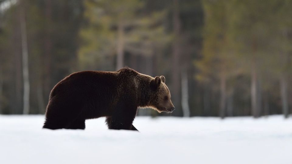 El oso es uno de los animales más conocidos por hibernar.