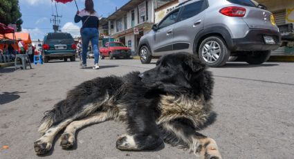 Senadora del PAN pide establecer clínicas veterinarias públicas para atender animales en situación de calle