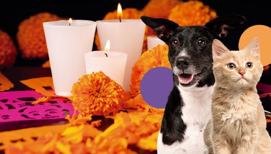 Día de Muertos 2024: Cuida a tus mascotas para evitar riegos en las ofrendas