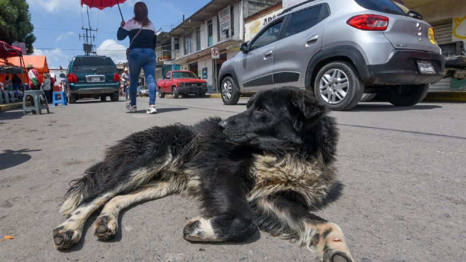 Al menos el 70 por ciento de perros se encuentra en condiciones de calle.