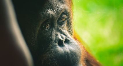 Día Mundial de los Animales: Conoce el origen de la conmemoración de esta fecha