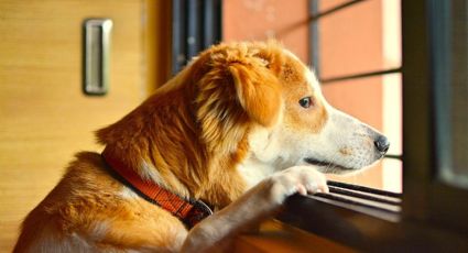 En este país te multan por dejar a tu mascota solo en casa por más de 3 días