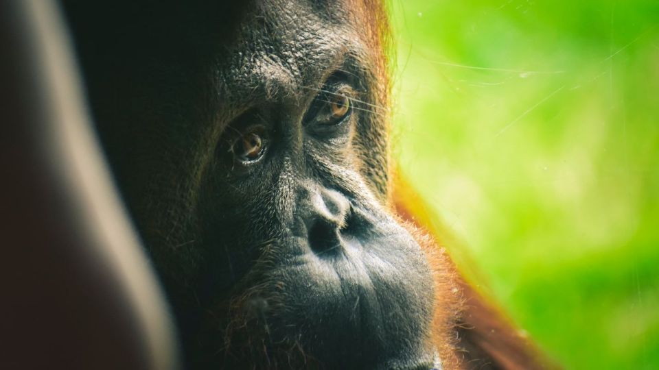 México es tercer lugar mundial en maltrato animal, según la Cámara de Diputados.