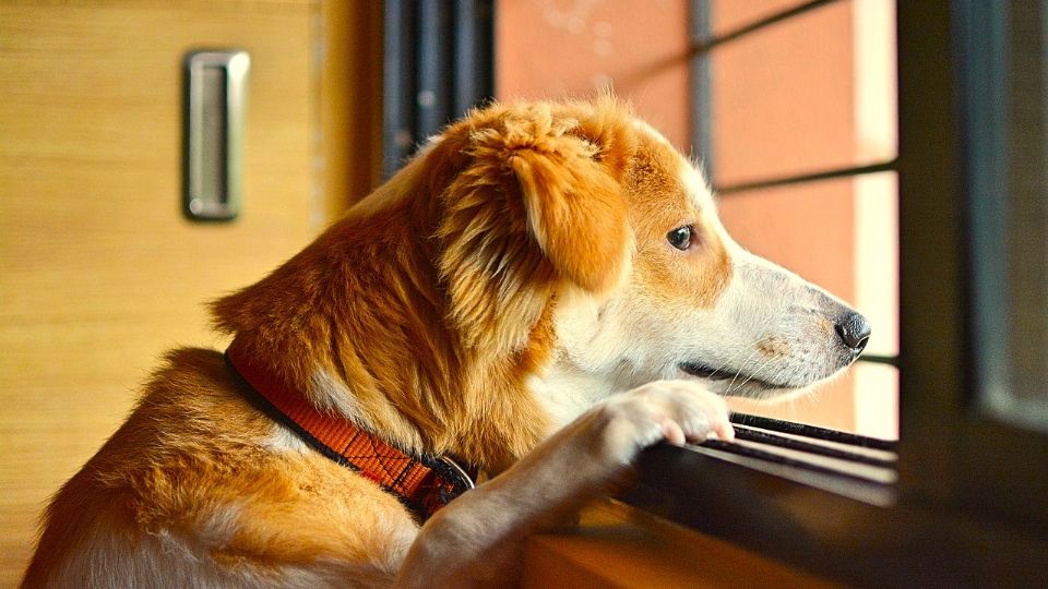 En este país te multan por dejar a tu mascota solo en casa por más de 3 días.