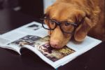Comunicación telepática con animales