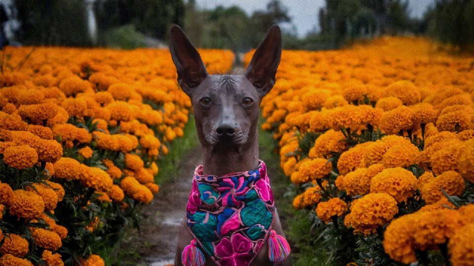 Xoloitzcuintle, el perro guía de las almas al Mictlán.