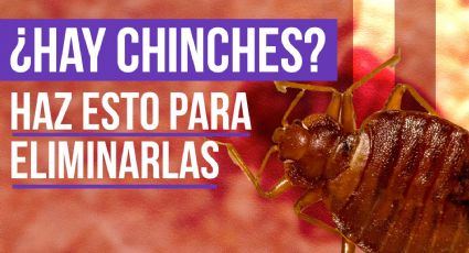 Chinches: ¿Cómo puedo prevenirme de una plaga?