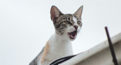 Lo que los gatos nos quieren decir, la inserción de los animales en el lenguaje con Paulina Chavira