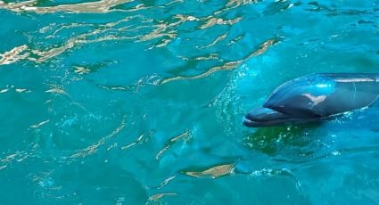 Profepa reporta a delfines de parque acuático de Acapulco en buenas condiciones