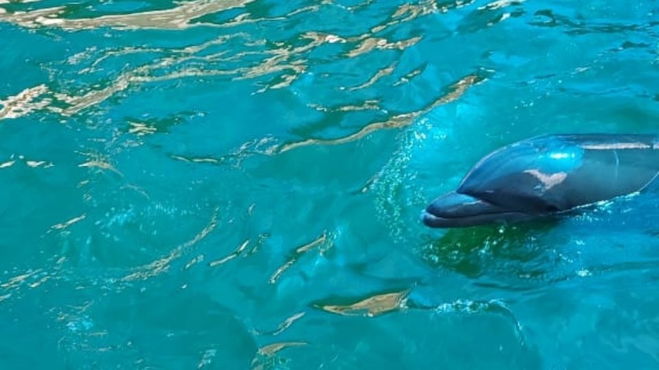 Se midió el pH del agua de la alberca donde están estos mamíferos.