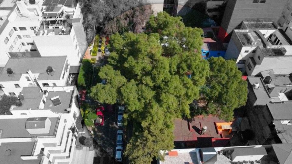 Árbol de la colonia Del Valle.