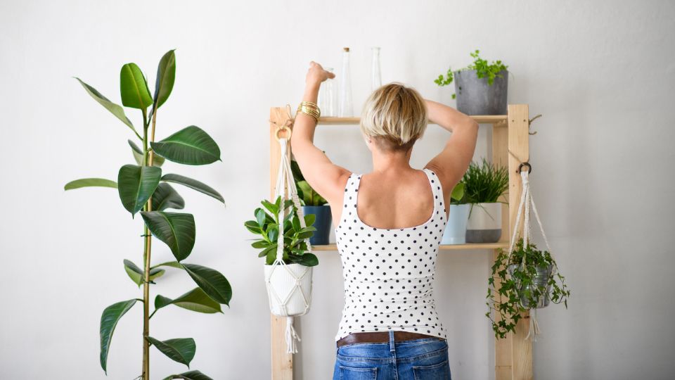 Plantas de interior