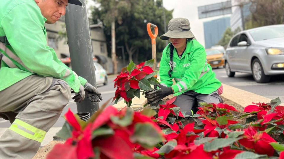 La Secretaría de Obras y Servicios informó que para el disfrute de la población, se plantarán 220 mil flores de nochebuena, del 13 al 20 de noviembre.