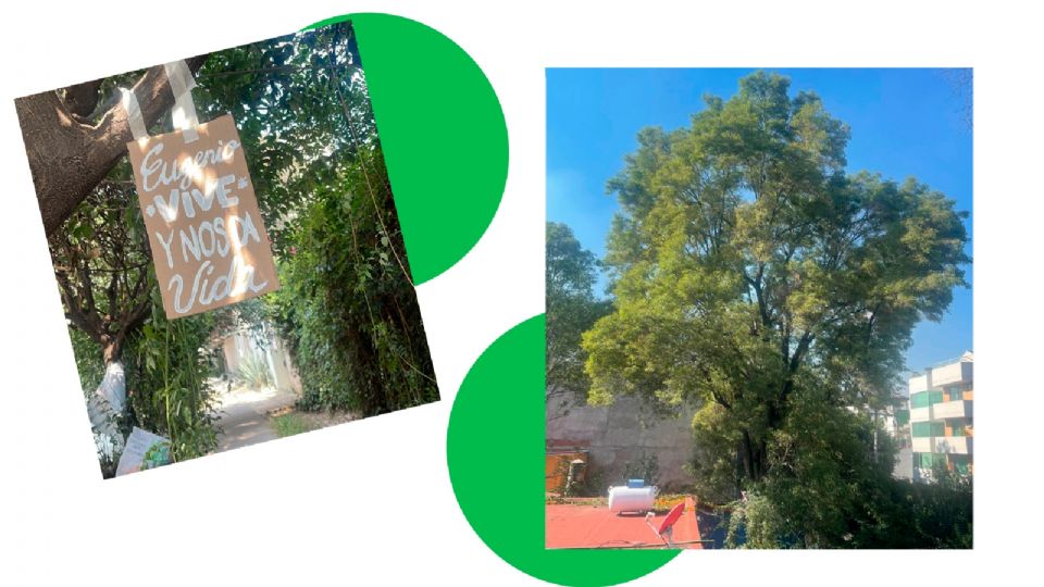 El árbol de más de 150 años logró ser resccatado,