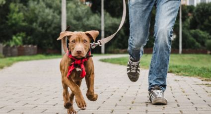 Caminata canina en San Nicolás ¿Cuándo es y qué habrá?