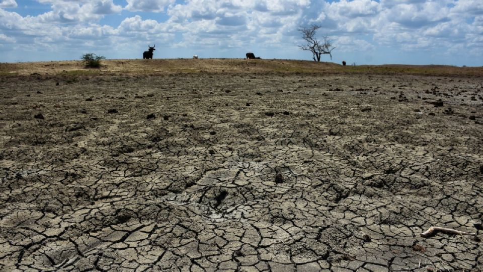 El retraso de las lluvias y los efectos del fenómeno del niño que ha mantenido una fuerte oleada de calor ha provocado estragos en el sector ganadero.