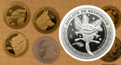 Moneda conmemorativa de Ajolote: Cuánto cuesta y en dónde se puede comprar el ejemplar