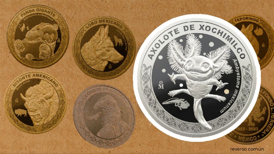 Moneda.conmemorativa de Ajolote: Cuánto cuesta y en dónde se puede comprar el ejemplar