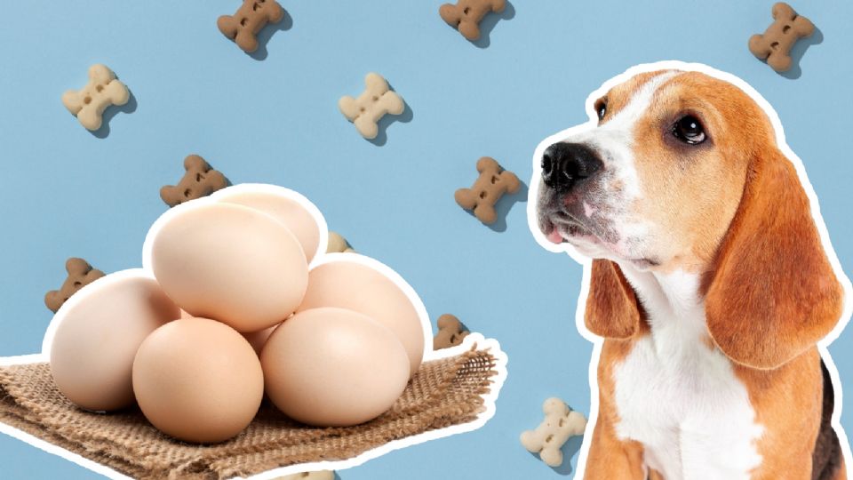 Muchas personas le dan a su perritos huevo, por eso es importante que sepas qué tan bueno o malo es.