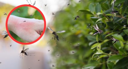 Evita la proliferación de mosquitos y protege tu hogar con estos consejos