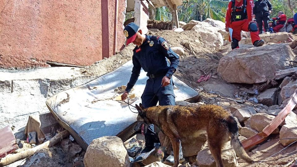 Están entrenados para la búsqueda y localización de personas bajo los escombros.