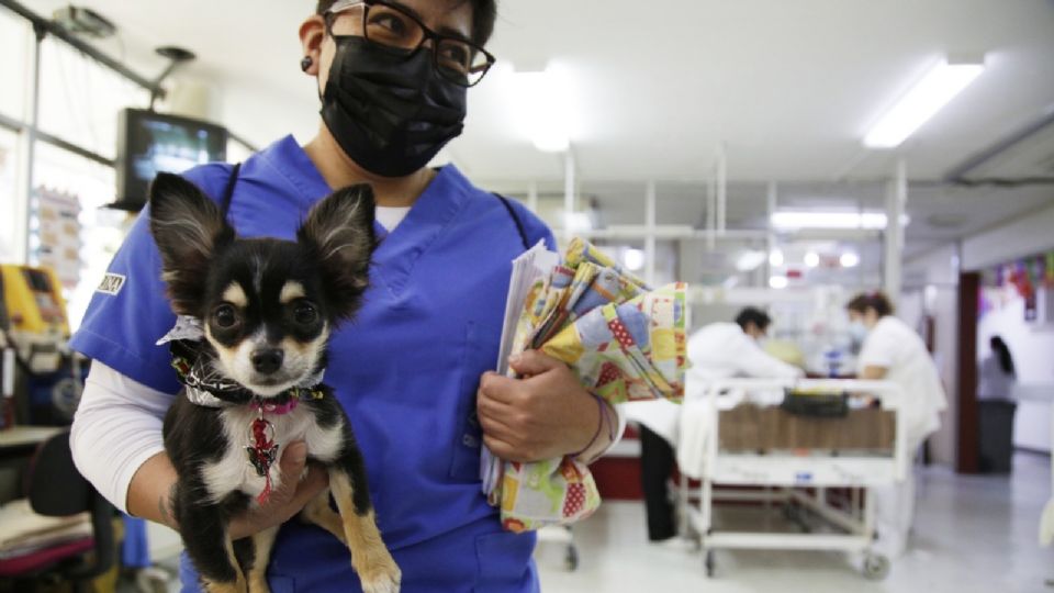 Perritos en Hospital Pediátrico Coyoacán.