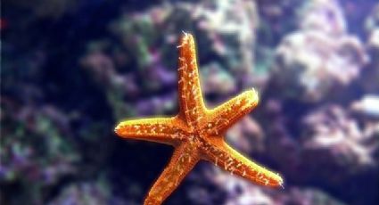 ¿Las estrellas de mar son en realidad cabezas? Impactante estudio revela aspecto desconcertante
