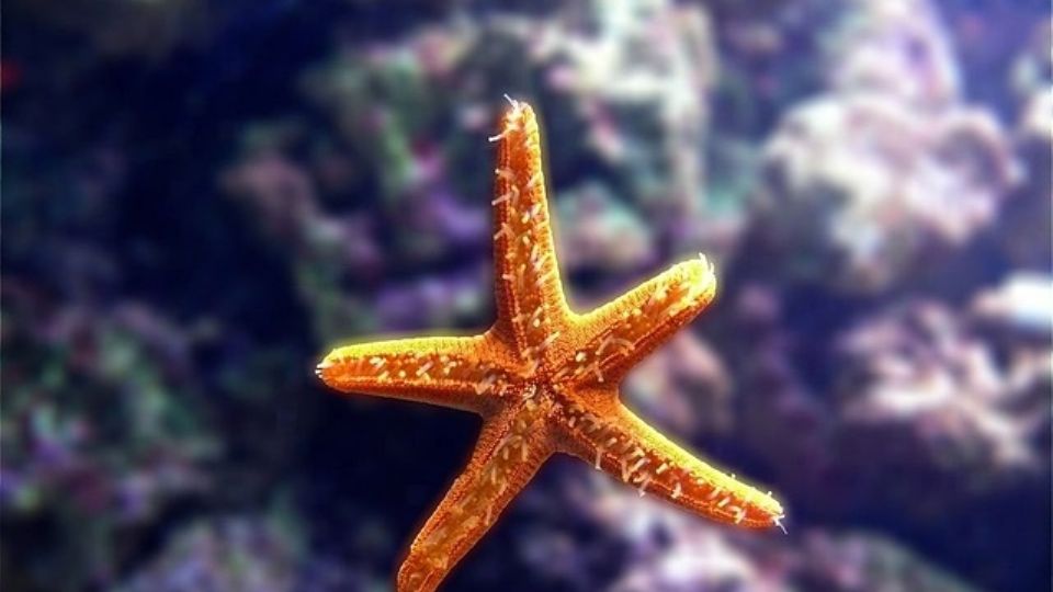 Un estudio sugiere que las estrellas de mar pierden el cuerpo y se convierten sólo en cabeza.