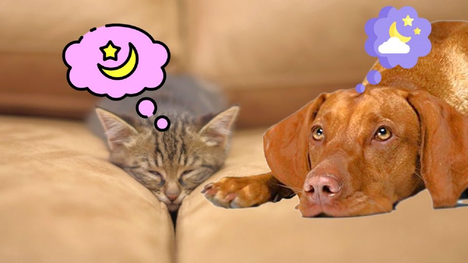 Sí, es verdad, los perros y gatos también sueñan.