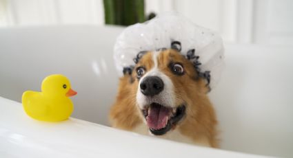 Esta es la frecuencia con la que debes bañar a tu perro en el invierno